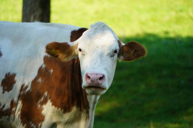 Genç bir inek bir ağacın gölgesindeki yemyeşil bir çayırda duruyor. İnek başını seyirciye çevirdi ve ona ilgi ve bilgelikle baktı..