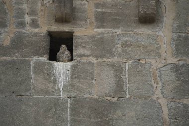 Biraz şişirilmiş tüyleri olan bir şahin, kilise kulesinin tepesindeki duvardaki bir boşluktan dışarı bakar. Duvardaki boşluğun arkasında genç yavrularıyla birlikte şahin yuvası var..