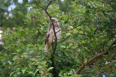 Genç bir kartal baykuş alacakaranlıkta bir ağaçta oturur ve yakında ailesinin getireceği ilk yemeği bekler. Genç hayvanın tüyleri hala açıkça görülüyor. Baykuşun gözleri yeşillikte parlar