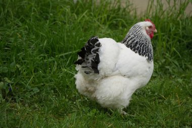 A snow-white, shining Brahma chicken walks unfazed through the wet meadow in the drizzle clipart