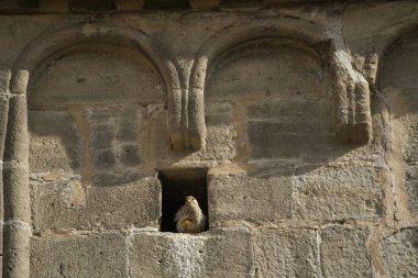 Yuva çıkışında bir kerkenez oturuyor. Sıcak sabah güneşinde kilise kulesinin tepesinde bir duvar açılıyor. Yorgun yırtıcı kuş biraz dağınık ve yorgun görünüyor. Kerkenez bir pençesini kaldırdı, eşi için şans diliyor gibi görünüyor.
