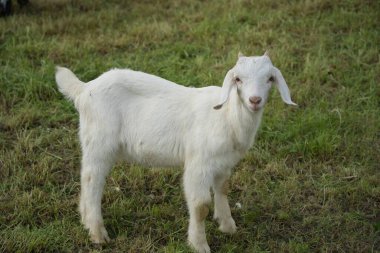 Birkaç saatlik keçi kuzusu çayırda bacakları ayrık duruyor ve merakla izleyiciye bakıyor.