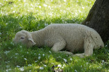 Genç bir koyun yaşlı bir elma ağacının gölgesinde yatıyor. Güneş çayırdaki düşen beyaz taçyaprakları titretiyor. Koyun burnunu çimlerin derinliklerine bastırır ve gevşer.