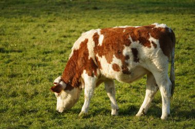 Küçük bir inek akşam ışığında bir çayırda duruyor ve taze otların tadını çıkarıyor. Sonbahar olduğu için genç hayvanın kalın bir paltosu var..