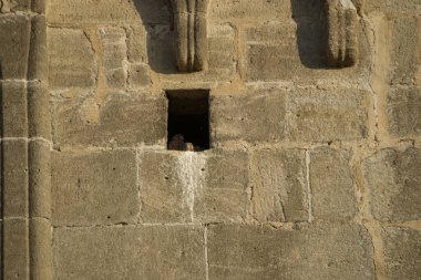 High up on the historic church tower, in a recess in the wall, is the kestrels' nest. Two somewhat older young birds are crouching at the nest entrance and are looking uncertainly into the distance with their big eyes. clipart