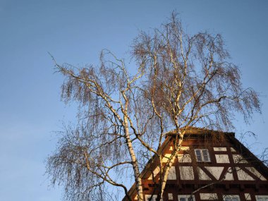 Half-timbered house in the sun. The old rectory in Nellingen was built in 1565 and is one of the oldest buildings in the town. The house belongs to the former provost's office of the monastery. The birch tree in front of the venerable building shines clipart