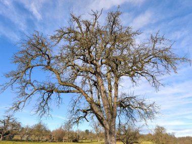 Meyve bahçeleri ve elma ağaçları olan bir çayır. Antik ceviz ağacı kuleleri her şeyin üzerinde genişleyen tacı ile. Eski ceviz ağacının dalları güneş ışığında parlayan zambaklarla kaplıdır..