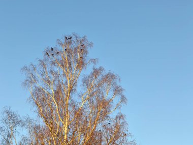 The crown of the large birch tree is warmly illuminated by the evening sun. The ravens are looking for their favorite place to sleep on the highest branches clipart