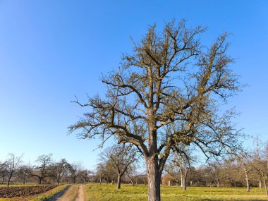Antik ceviz ağacı toprak bir yolda çayırların ve tarlaların yanında duruyor. Meyve çiftçilerinin elma ağaçlarının tepesindeki etkileyici ağaç kuleleri.