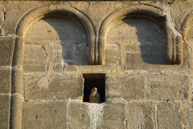 Kilise kulesinin tepesinde bir duvar açıklığı var. Şahinler yuva yapmak için açığı kullanır. Yetişkin bir şahin sıcak akşam güneşinin tadını çıkarıyor, eşini arıyor..