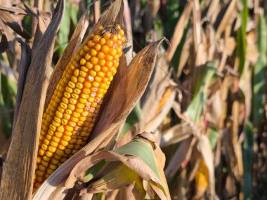 A ripe corn cob shines in the cornfield in the autumn sun
