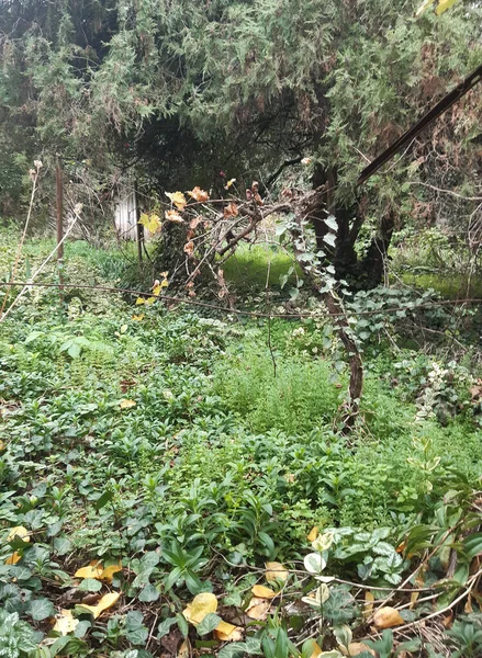 Заброшенный Заросший Зеленью Сад Плющом — стоковое фото