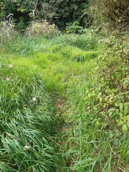 放棄され 生い茂った緑の庭にツタ — ストック写真