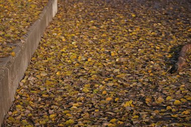 Sarı sonbahar yaprakları yerde.