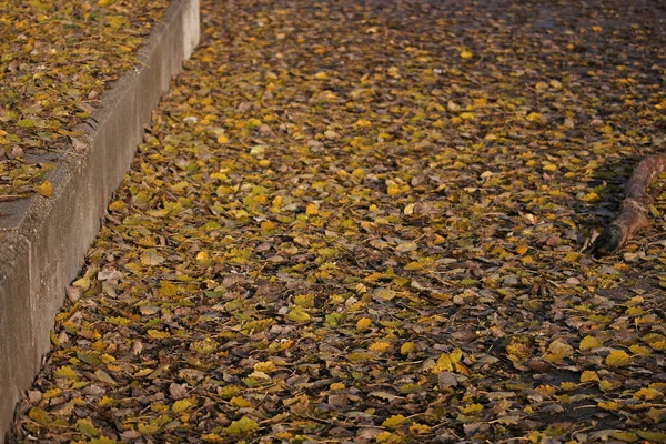 Gelbe Herbstblätter Auf Dem Boden — Stockfoto