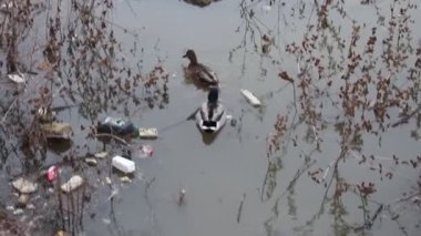 Sudaki ördekler ve çöpler. 