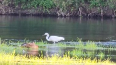 Gölde beyaz balıkçıl