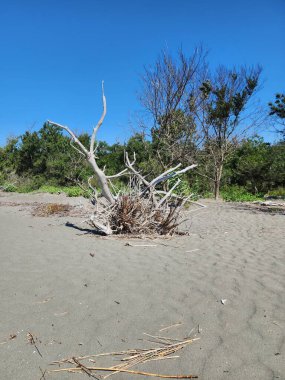 Kuru, kumlu deniz kenarında yapraksız bir ağaç..