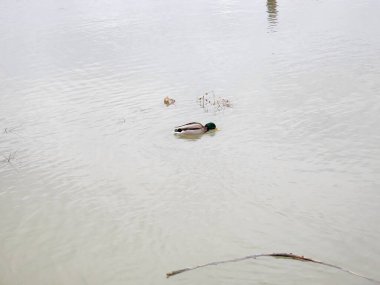 Ördek suda yüzüyor.