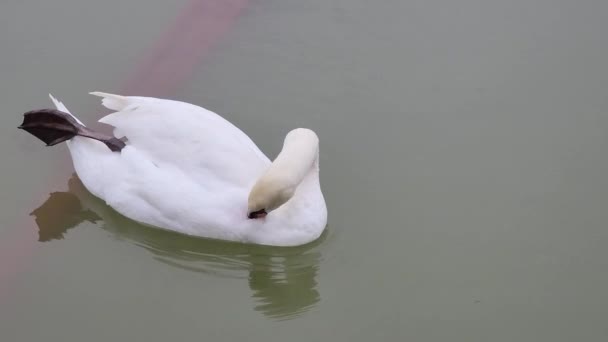 Cisne Branco Água — Vídeo de Stock