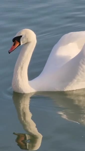 Белый Лебедь — стоковое видео