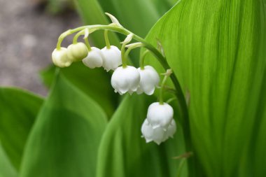 Vadideki zambak, Convallaria majalis, büyüyen yabani, beyaz kokulu çiçekler, detay.
