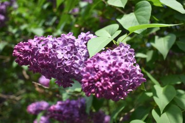Leylak, şırınga kabalığı, yeşil arka planda küçük mor çiçekler, yeşil yapraklı dallar, doğal bahar arkaplanı..