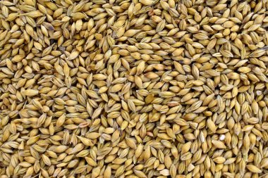 Arpa taneleri arka plan olarak, kabuk, üst görünüm, detay olarak