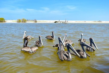 Kahverengi Pelikan, Pelecanus bataryası, Meksika 'da suda yüzen sürü..