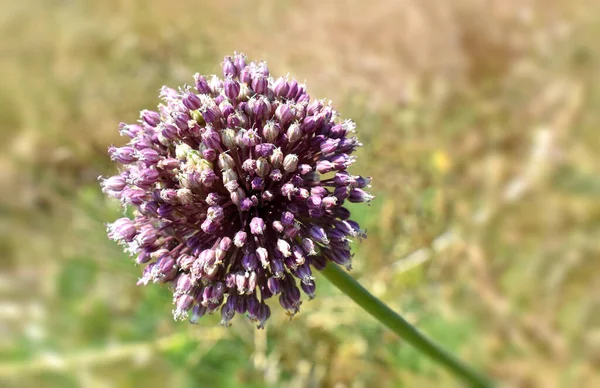 Garlic flower, purple flower buds, close up view, nature background