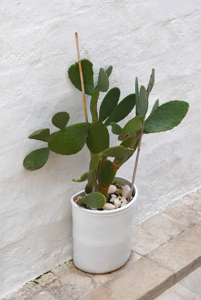 stock image Opuntia cactus in a white outdoor ceramic pot, decorative interesting cactus by a white wall