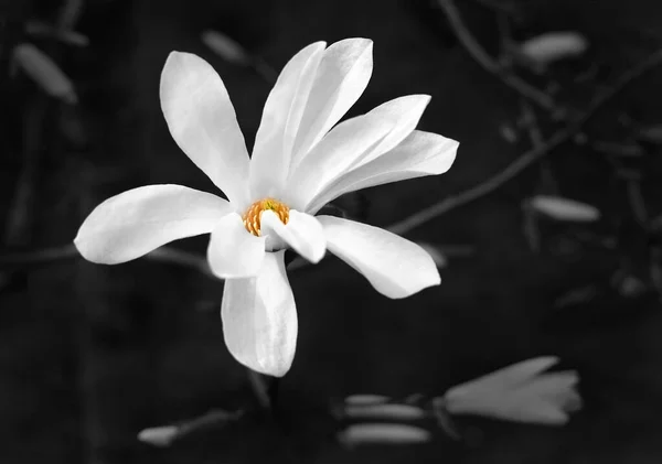 Magnolia flower, black and white photo, coloured centre of flower, close up
