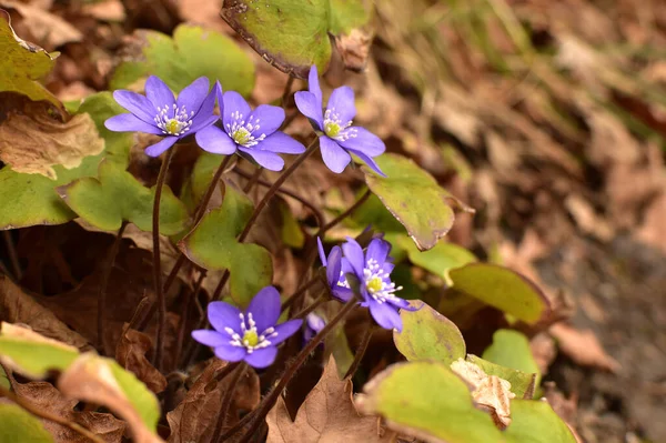 Frühlingsblumen Von Hepatica Nobilis Wald Kleine Pflanzen Mit Blauen Blütenblättern — Stockfoto