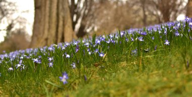 Parktaki bir çayırda Chionodoxa Luciliae (Scilla luciliae) çiçekleri