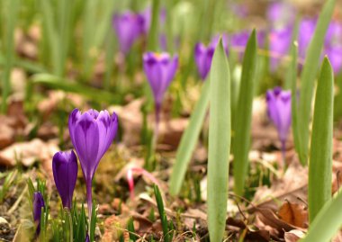 Crocus vernus, Crocus, Iris ailesi, doğal yaşam ortamında bahar çiçeği  