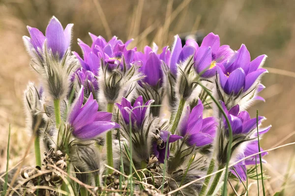 Pasqueflower (Pulsatilla patens), çiçek güzel çiçek grubu, yakın görüş