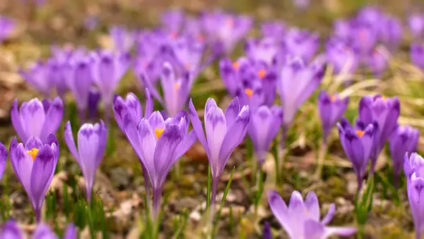 Crocus Vernus Crocus Iris Family Spring Flower Natural Habitat — Stock Photo, Image