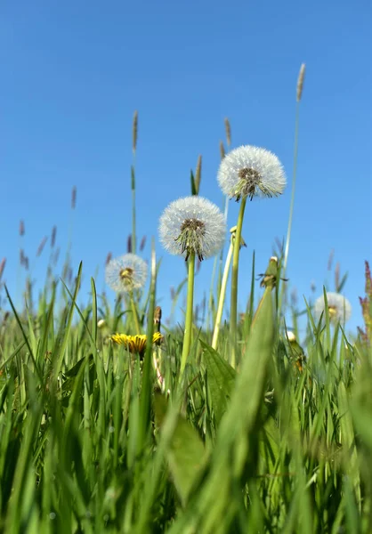 Vita Maskros Blommor Detalj Maskrosor Blå Bakgrund Fluffiga Blommor Gräs — Stockfoto