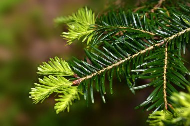 Genç beyaz köknar iğneleri Abies alba, yeşil dal, doğal arka plan yakın görünüm