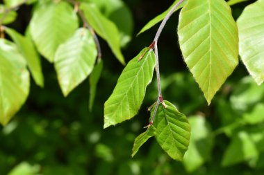 Young leaves of beech tree, Fagus, green branch with leaves, close up view on natural background clipart