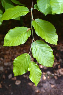 Kayın ağacının genç yaprakları, Fagus, yapraklı yeşil dal, doğal arka planda yakın görüş