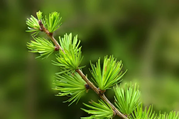 若いアーク針 緑の枝 自然の背景のクローズアップビュー — ストック写真