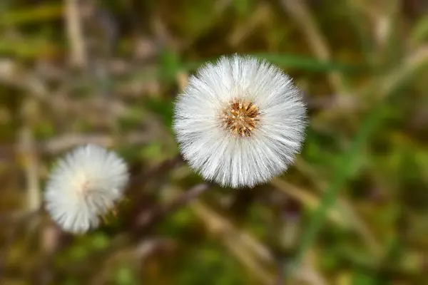 Beyaz Sonchus Çiçeği Bir Dağın Doğal Arka Planına Yakın Görüntüsü — Stok fotoğraf