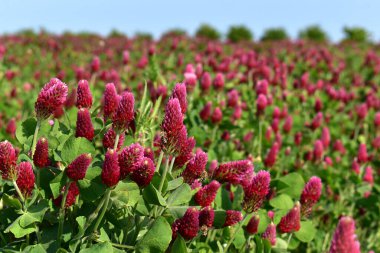 Purple clover, incarnate flowering in a field, meadow, bees on flowers, close-up view clipart