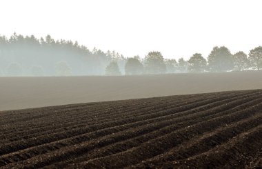 Bahar tarlaları, ekilmiş bitkiler, ufuktaki ağaçlar, sabah sisli manzarası, dalgalı çizgiler, yatay görüş açısı.