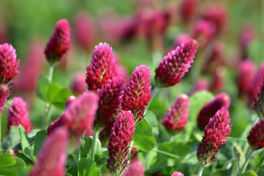 Mor yonca, tarlada çiçek açan reenkarnasyon, çayır, yakın çekim manzarası.