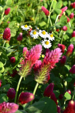 Anthem yonca tarlasında arvensis, yeşil doğal arka plan, yakın görüş
