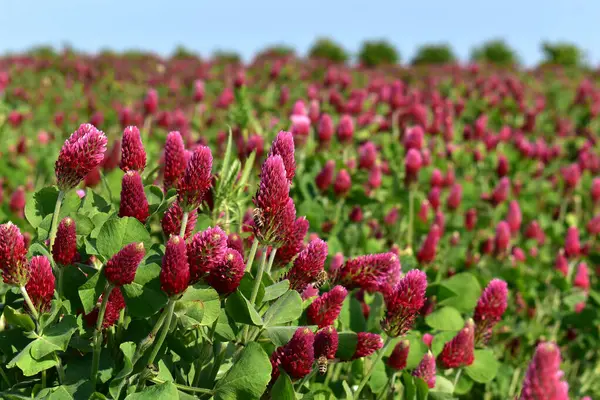 Purple Clover Incarnate Flowering Field Meadow Bees Flowers Close View — Stock Photo, Image