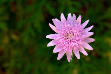 Paris papatyası, yeşil argyranthemum frutesans pembe çiçek yeşil doğal arka plan, yakın görüş