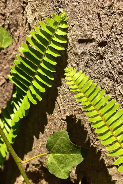 Fougère Verte Nephrolepis Cordifolia Sur Fond Naturel Vue Rapprochée — Photo